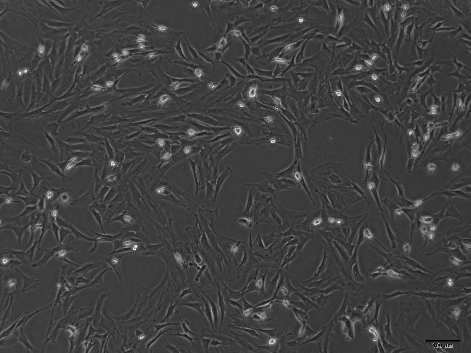 鼠源骨髓間充質干細胞